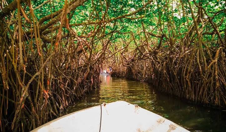 Mangrove Icon